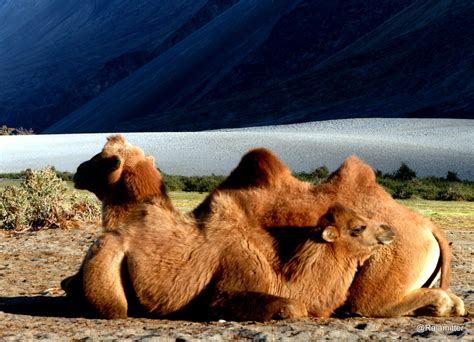 Double Hump Camel Hunder Sand Dunes Nubra Valley Arindam Mitra