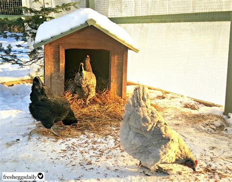 As Winter Approaches Its Important To Winterize Your Coop By Adding A