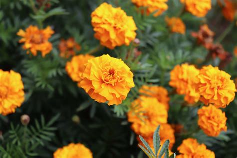 10 Marigold Companion Plants In A Vegetable Garden Food Gardening Network