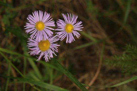 Pink Wild Flowers Free Stock Photo Public Domain Pictures