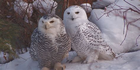 Snowy Owl Epidemic Sweeps Across Ontario