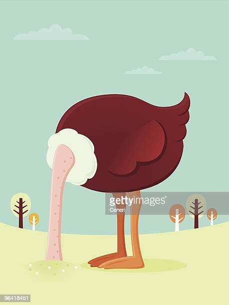 Ostrich Head In Ground 個照片及圖片檔 Getty Images