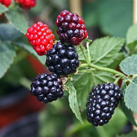 Thornless Blackberry Plant 3 Gallon 3 4 Feet Tall