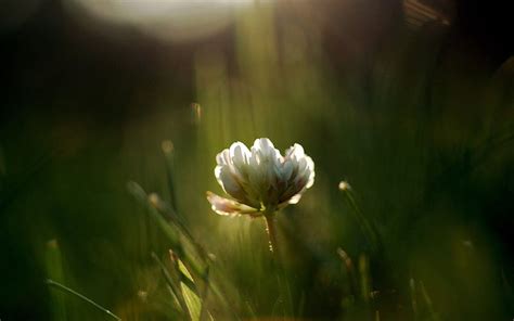 Grass Plant Macro Blur Smooth Hd Wallpaper Pxfuel