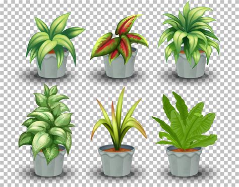 Set Of Potted Plants 1338168 Vector Art At Vecteezy