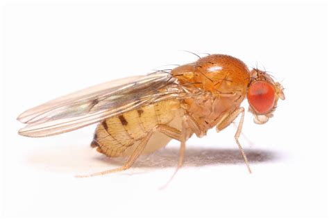 Drosophila Fruit Fly Drosophila