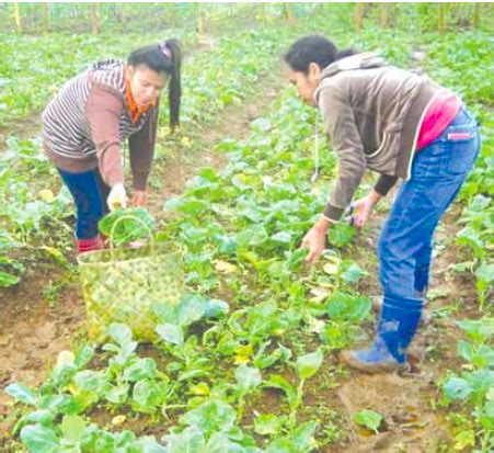 Superfood Kale And Two Farms In Calabarzon Agriculture Monthly