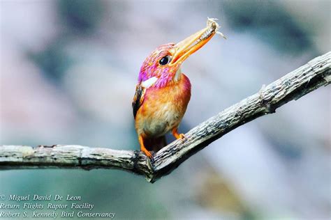 Ultra Rare Magenta Hued Dwarf Kingfisher Photographed For The Very