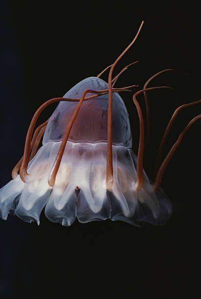 An Underwater Jellyfish With White And Brown Tentacles
