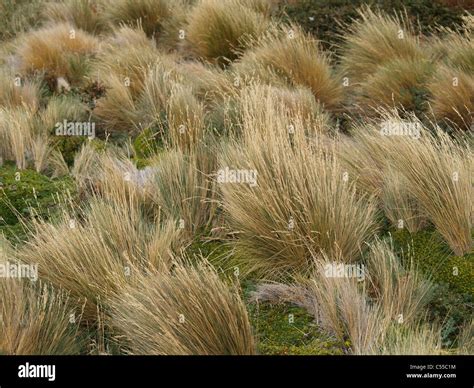 Broom Grass In Patagoniachile Stock Photo Alamy