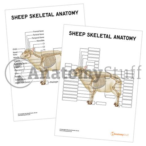 Sheep Skeletal Anatomy Poster Worksheet Interactive And Printable Pdf