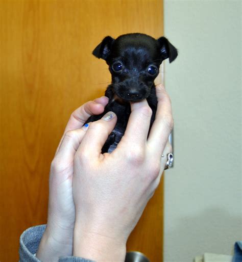 Tiny Puppy Mysteriously Found at Helen Woodward Animal Center - Times