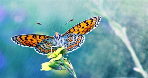 Dream By Lisans On Deviantart Butterfly Art Nature