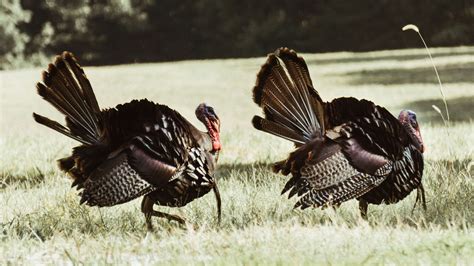 Wild Turkey Fact Sheet Blog Nature Pbs