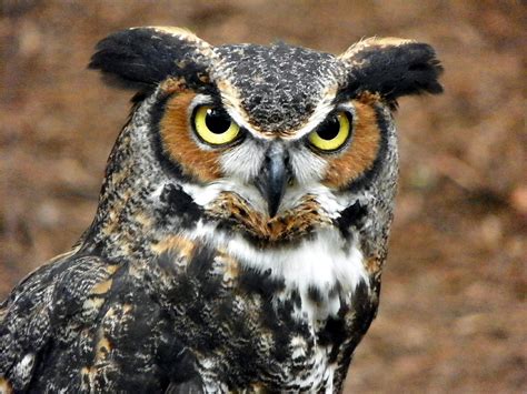 Great Horned Owl Photograph By Tina Barrett Fine Art America