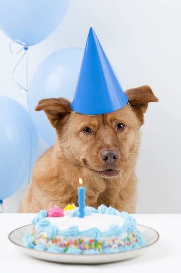 16951 Dog Birthday Stock Photos Free And Royalty Free Stock Photos