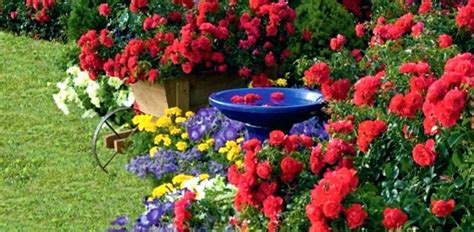 Bonsai trees for sale uk. Gardening Articles For Successful Growing And Planting ...