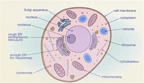 Animal Cells Label The Organelles In The Diagram Below Plant And