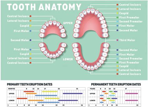 Tooth Chart Wisdom Teeth
