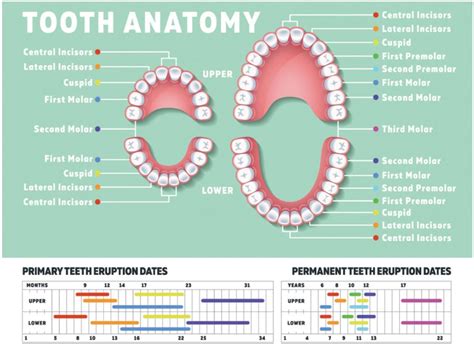 Different Teeth And Their Importance Beachside Dental