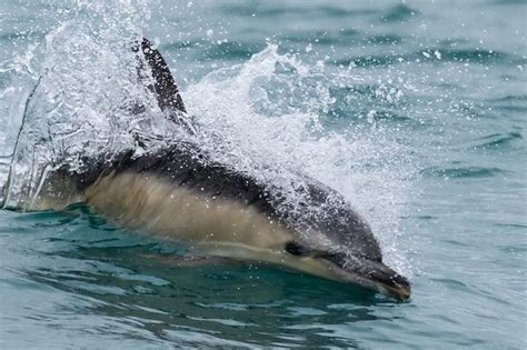 Wildlife Expert Captures Astonishing Moment Dozens Of Dolphins Take