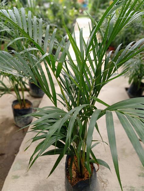 Chamaedorea Cataractarum Cat Palm