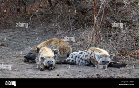 Hyena Lying Resting Hi Res Stock Photography And Images Alamy