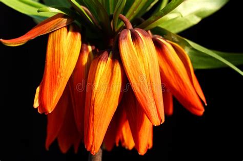 Fritillaria Imperialis Close Up Of A Black Background Stock Photo