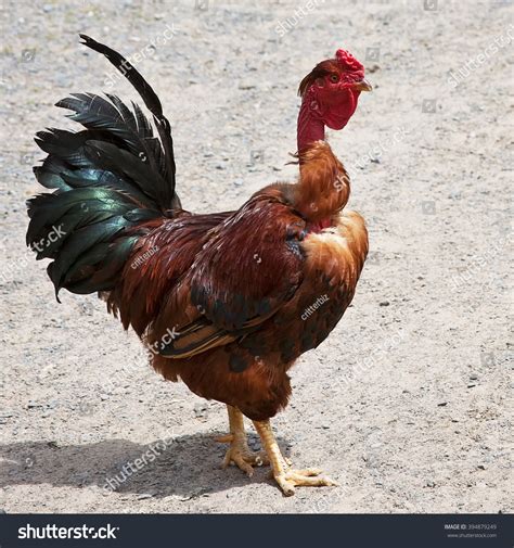 Transylvanian Naked Neck Chicken Known Turken Foto Stock Editar Agora 394879249
