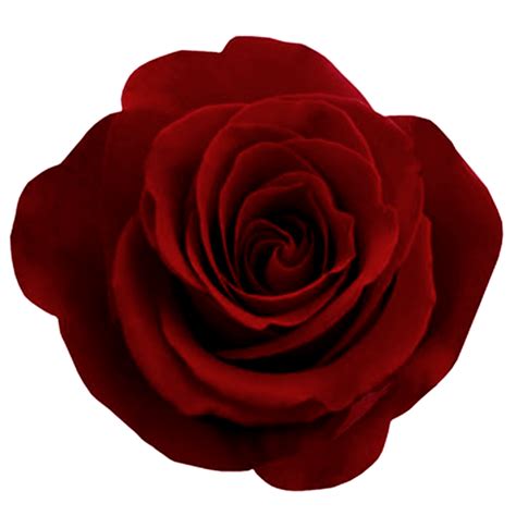 Red Rose Png Image For Free Download