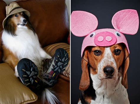 Dogs In Silly Hats