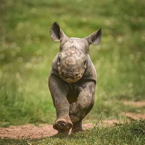 Check Out This Black Baby Rhino On The Loose 🙌🏽 Share Your Love For