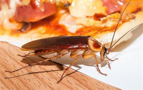 The Dangers Roaches Bring To Jacksonville Homes