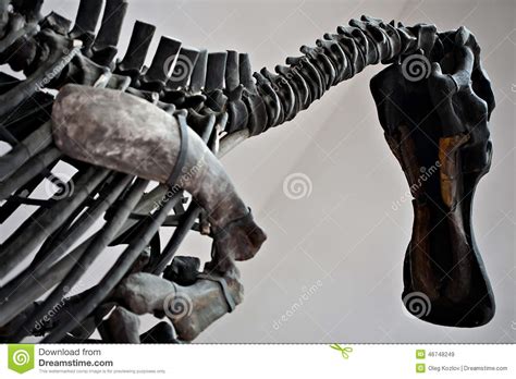Check out inspiring examples of dinosaurbone artwork on deviantart, and get inspired by our community of talented artists. Big Dinosaur Skeleton Stock Photo - Image: 46748249