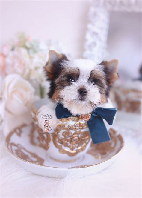 Chocolate Parti Yorkie Breeder Teacups Puppies And Boutique Teacup