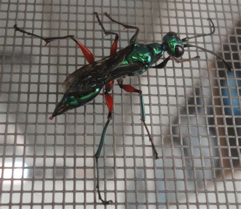 Emerald Cockroach Wasp Turns Cockroaches Into Zombies Whats That Bug