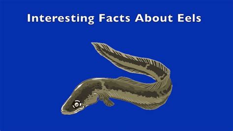 10 Interesting Facts About Eels YouTube