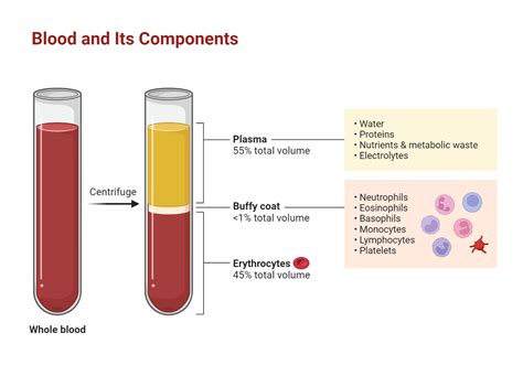 Blood Plasma Slide Consists Of Blood Cells And Plasma Proteins Sexiz Pix