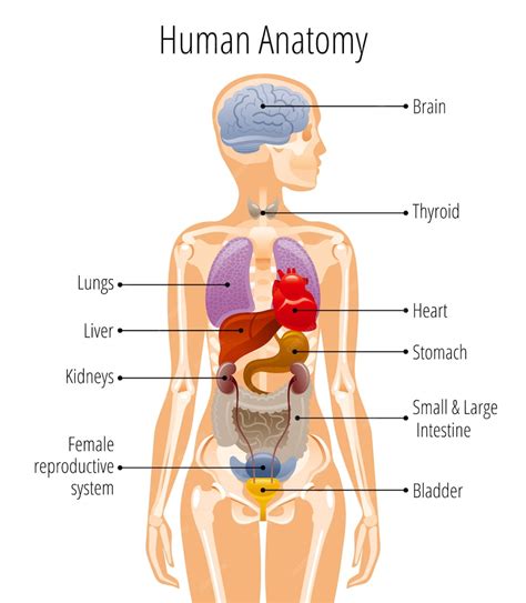 Anatomía Del Cuerpo Humano Póster Del órgano Interno De La Mujer Con Hígado Estómago Corazón