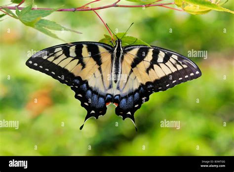 Close Up Of An Eastern Tiger Swallowtail Butterfly Papilio Glaucus