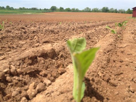 Check spelling or type a new query. Jepson Family Farm: The 2013 Tobacco Crop is in the ground!