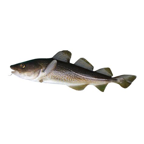 Cod Fish Whole Long Seng