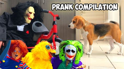 Funny Beagles Get Pranked Compilation Funny Beagles Louie And Marie
