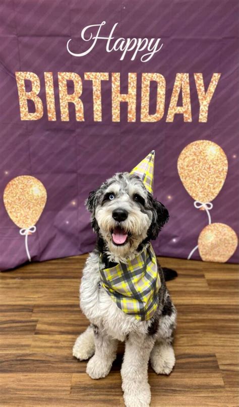 Waggin' tails pet ranch is a full service resort specially designed to meet every need of the four legged members of your family. December 2020 Birthday Club | Wagging Tails Pet Resort