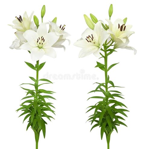 Beautiful White Lily Stock Image Image Of Flora Elegant 104004455