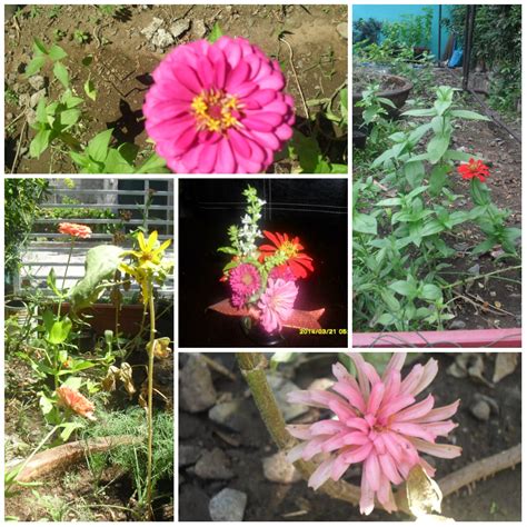 May 01, 2010 · i grow all the fragrant flowers you list above but the gardenia. Manila Urban Gardener: How to Grow Zinnias in the Philippines