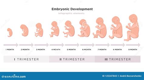 Ciclo Embrionario Del Desarrollo Mes A Mes A Partir De La 1 A 9 Meses Al Nacimiento Con Los