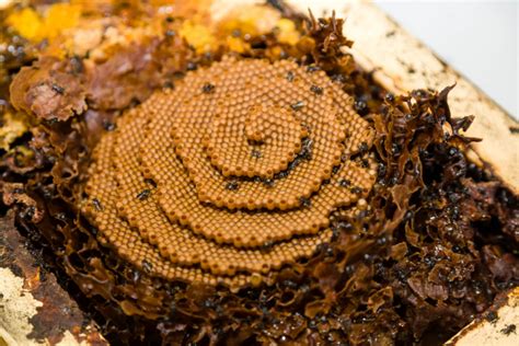 Bee Yourself With An Stingless Native Bee Hive To Find More About What