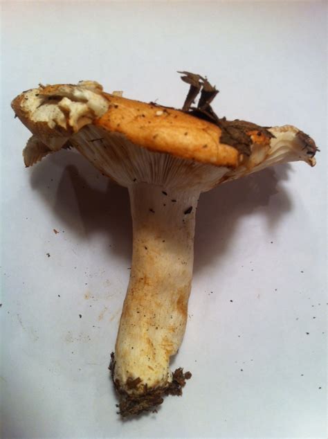 Id Arkansas Mushrooms Please Mushroom Hunting And