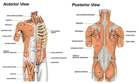The muscles of the torso shape a person's appearance in many ways. labeled muscles - Google Search | Medical coding